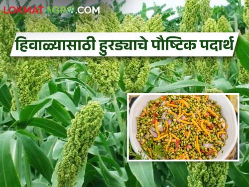 Make this easy and delicious hurda dish in growing cold weather | वाढत्या थंडीत करा हुरड्याचे हे सोपे अन् रुचकर पदार्थ