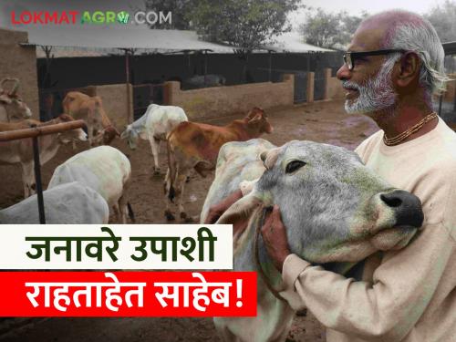 As soon as the summer starts, the price of fodder increased, how will you take care of the animals? | उन्हाळा सुरू होताच चाऱ्याचे भाव वाढले, जनावरांची काळजी कशी घ्याल?