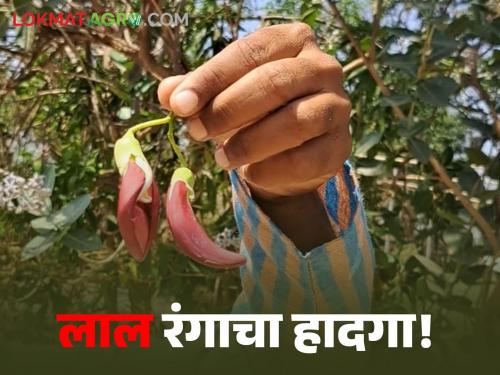 Red Flowering and leafy vegetables; A strong source of calcium and vitamin 'A' | लाल रंगाचा हादगा! फुलांची अन् पानांची होते भाजी!