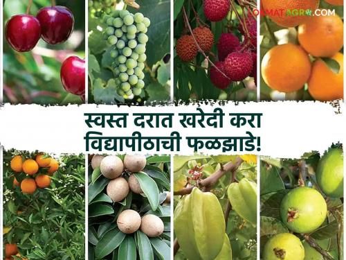 hosticulture cultivation Planting fruit trees 'Here' get sure plants of the university at cheap prices | फळझाडांची लागवड करताय? 'इथे' मिळतात विद्यापीठाची स्वस्त दरातील खात्रीशीर रोपे