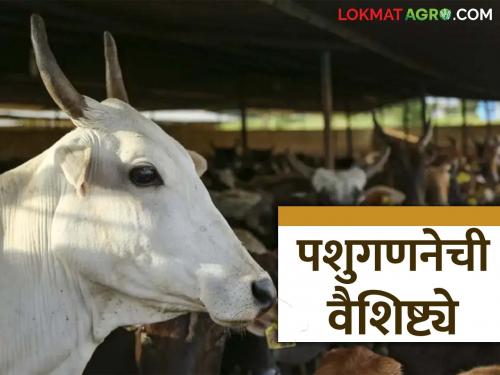 Livestock census will be done on mobile app for the first time! What are the characteristics of cattle census? | Livestock Census : पहिल्यांदाच होणार मोबाईल अॅपवर पशुगणना! काय आहेत पशुगणनेची वैशिष्ट्ये?