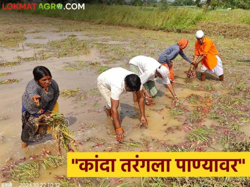 harvested onion floated on the water Due to crisis in sky on the eve of Diwali, the farmers are heartbroken! | काढणीला आलेला कांदा पाण्यावर तरंगला; दिवाळीच्या तोंडावर आसमानी संकटामुळे शेतकरी हवालदिल!