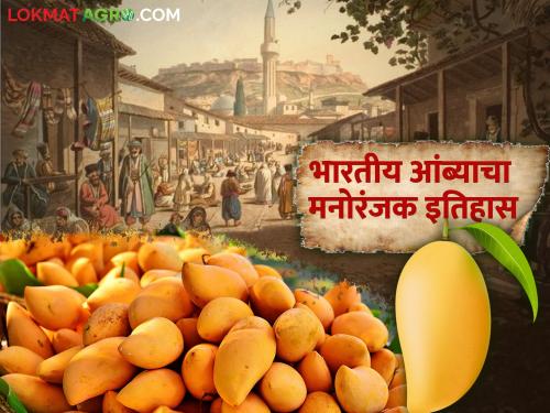 Mango History: The world was so fascinated by mango, what was the history of mango? | Mango History: जगाला आंबा या फळाची अशी भुरळ पडली, काय होता आंब्याचा इतिहास?