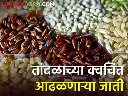 Do you know the rare varieties of rice? | तुम्हाला माहिती आहेत का तांदळाच्या क्वचित आढळणाऱ्या जाती?