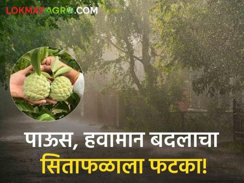 Pune: Due to the rain, the fruit growers of Purandar are hit! Low rates also affect exports | Pune : पावसामुळे पुरंदरच्या सिताफळ उत्पादकांना फटका! दरही कमी, निर्यातीवर परिणाम