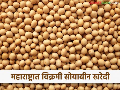 Historic purchase of 11 lakh 21 thousand metric tons of soybeans in Maharashtra this year | Soybean : महाराष्ट्रात यंदा ११ लाख २१ हजार मेट्रिक टन सोयाबीनची ऐतिहासिक खरेदी