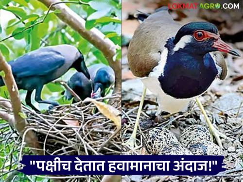 Birds and Rain: Birds give signs of the arrival of rain; Different birds give different warnings | Birds and Rain : पक्षी देतात पावसाच्या आगमनाचे संकेत; वेगवेगळ्या पक्षांचे वेगवेगळे इशारे