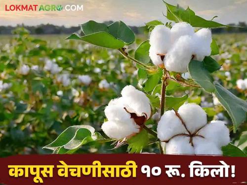 Cotton Laborers have to pay Rs 10 for picking cotton Money by the kilo no market rate | Cotton : कापूस वेचणीसाठी मजुरांना द्यावे लागतात १०-१२ रू. किलोने पैसे; बाजारात दरही मिळेना