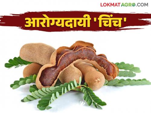 Health Benefits of Tamarind: What are the health benefits of just one tamarind?   | Health Benefits of Tamarind : अबब केवळ एका चिंचेचे किती 'हे' आरोग्यदायी फायदे  