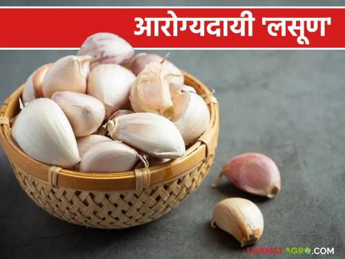 Health Benefits Of Garlic : The health mantra of a healthy body; Garlic is a source of great health | Health Benefits Of Garlic : निरोगी शरीराचा आरोग्य मंत्र; लसूण आहे उत्तम आरोग्याचा स्त्रोत