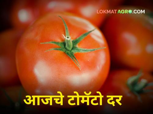 Tomato Market Rates: How much did tomato get today in the market committee? | Tomato Market Rates : बाजार समितीमध्ये आज टोमॅटोला किती मिळाला दर?