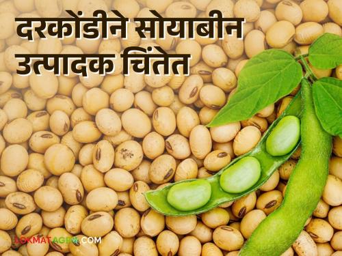 Soybean Market: Despite the harvest of soybeans, prices have fallen; Will soybeans get guaranteed price this year? | Soybean Market : सोयाबीन काढणी तोंडावर येऊनही भाव पडलेलेच; यंदा सोयाबीनला हमीभाव मिळणार का?