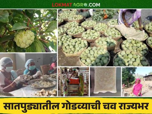 The natural sweetness of Satpura will fetch a price; Katri village has given a boost to the Sitafruit processing industry | सातपुड्यातील नैसर्गिक गोडव्याला मिळणार दाम; कात्री गावाने सीताफळ प्रक्रिया उद्योगाला घातली गवसणी