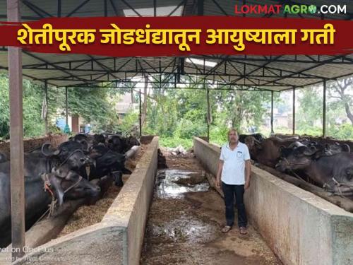 Farmer Success Story: Acceleration given by agriculture; Kaustubharao made progress through dairy business and poultry farming | Farmer Success Story : शेतीपूरक जोडधंद्याने दिली गती; दुग्ध व्यवसाय अन् कुक्कुटपालनातून कौस्तुभरावांनी साधली प्रगती