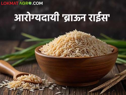 Brown Rice : Healthy brown rice with good health guarantee | Brown Rice : उत्तम आरोग्याची हमी असलेला आरोग्यदायी ब्राऊन राईस