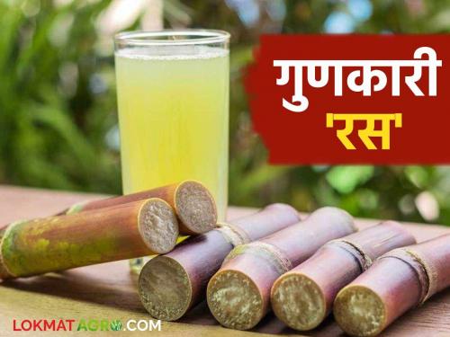 Health Benefits of Sugarcane Juice : Don't ignore this season; Sugarcane juice is more effective than expensive drugs | Health Benefits of Sugarcane Juice : यंदाच्या हंगामात दुर्लक्ष करू नका; महागड्या औषधांपेक्षा ऊसाचा रस अधिक प्रभावी