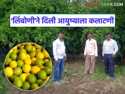 'Limoni' changed his life; Ranba Kharat achieved financial progress in 30 gunthas | 'लिंबोणी'ने दिली आयुष्याला कलाटणी; ३० गुंठ्यांमध्ये रानबा खरातांनी साधली आर्थिक प्रगती