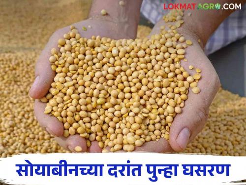 Soybean Market: Will the cost of production go away this year? Concerns before farmers; Softness again in the soybean market | Soybean Market : यंदा उत्पादन खर्च निघेल का नाही? शेतकऱ्यांसमोर चिंता; सोयाबीन बाजारात पुन्हा नरमाई