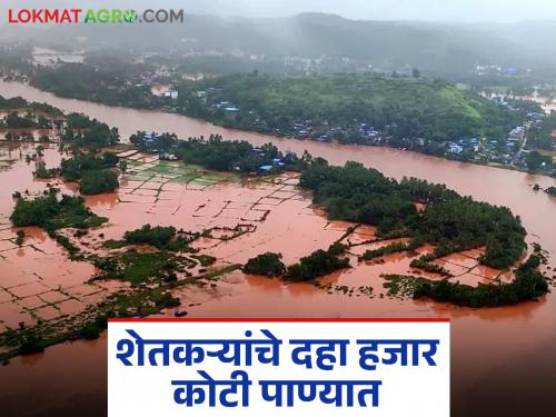 Soybean and cotton crops in Marathwada hit hard by heavy rains; Producers lose Rs 10,000 crore in water | मराठवाड्यातील सोयाबीन, कापूस पिकांना बसला अतिवृष्टीचा जोरदार फटका; उत्पादकांचे दहा हजार कोटी पाण्यात