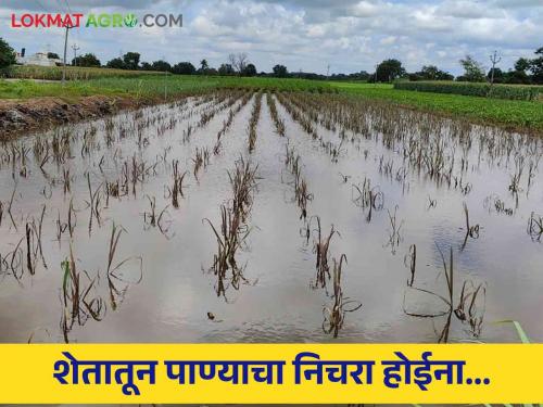 No water drainage; Rain water accumulated in crops | पाण्याचा निचरा होईना; पिकांमध्ये साचले पावसाचे पाणी