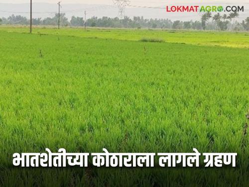 The rice cultivation area is declining every year. | भातशेतीच्या कोठाराला लागले ग्रहण; भात लागवडीच्या क्षेत्रात होतेय दरवर्षी घट