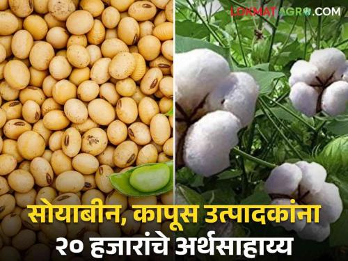 Soybean, cotton farmers will get financial assistance of Rs. 20,000 soon | आता लवकरच मिळणार सोयाबीन, कापूस उत्पादक शेतकर्‍यांना २० हजाराचे अर्थसाहाय्य