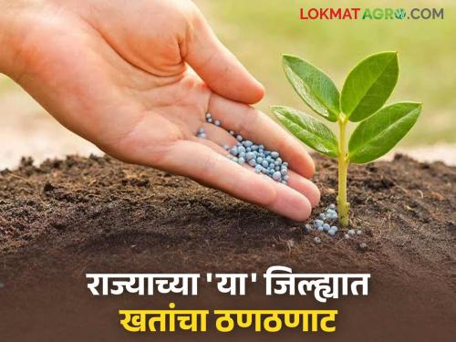 Agriculture Department's stock is only on paper; Farmers have to face shortage of urea and DAP | कृषी विभागाचा स्टॉक केवळ कागदावर; शेतकऱ्यांना युरिया व डीएपी टंचाईचा करावा लागतोय सामना