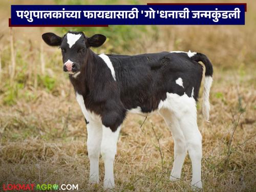 Cattle farmers, prepare your 'Go' Dhana' horoscope; get financial growth in the milk business | पशुपालकांनो आवर्जून तयार करत चला 'गो'धनाची जन्मकुंडली; दूध व्यवसायात मिळवा आर्थिक वृद्धी