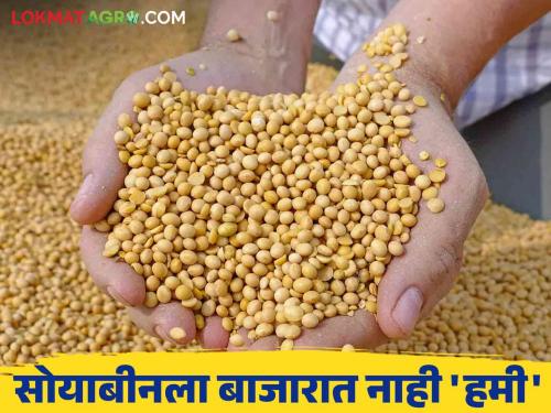 Soybean Market Rate: There is no price 'guarantee' for soybeans in the market even on Diwali; Read what rates are available | Soybean Market Rate : दिवाळीच्या दिवशी देखील सोयाबीनला बाजारात नाही भावाची 'हमी'; वाचा काय मिळतोय दर