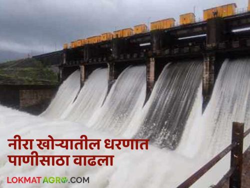 Water storage in the dam in the Nira valley has increased; Solapur, Pune and Satara districts will get relief | नीरा खोऱ्यातील धरणात पाणीसाठा वाढला; सोलापूरसह पुणे, सातारा जिल्ह्यांना मिळणार दिलासा