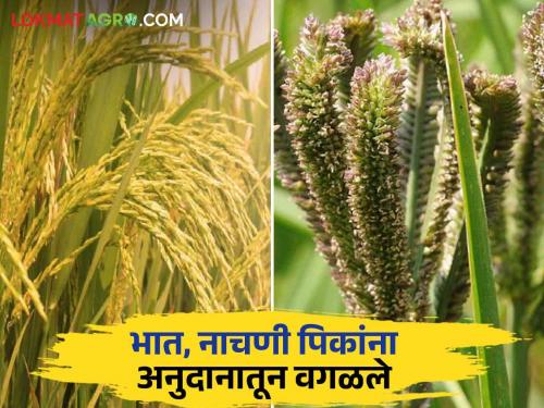 Paddy And Ragi Crop Subsidy : Given to 'them' then why exclude us from the subsidy? Question of farmers producing rice and ragi | Paddy And Ragi Crop Subsidy : 'त्यां'ना दिले मग आम्हाला का अनुदानातून वगळले? भात अन् नाचणी उत्पादक शेतकऱ्यांचा सवाल