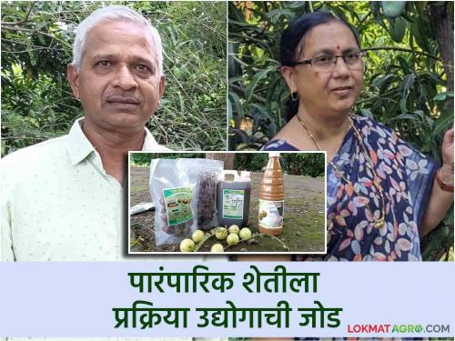 Amla Processing Success Story: 'Kannada Agro Amla Product Brand' was established by combining traditional agriculture with processing industry. | Amla Proccesing Success Story : पारंपारिक शेतीला प्रक्रिया उद्योगाची जोड देत उभा केला 'कानडे अ‍ॅग्रो आवळा उत्पादनाचा ब्रॅंड'