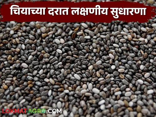 Significant improvement in chia prices; traders focus on buying at the end of the season | चियाच्या दरात लक्षणीय सुधारणा; हंगाम अखेर व्यापाऱ्यांचा खरेदीवर भर