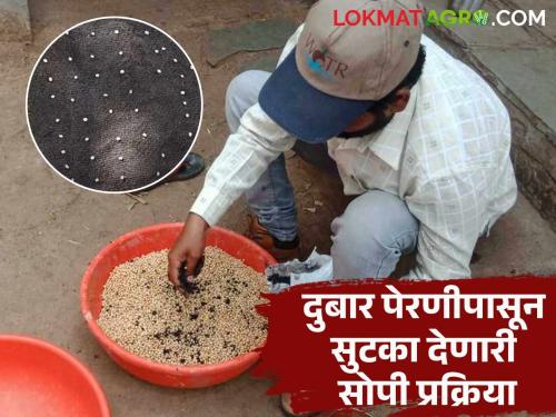 Check the germination capacity of seeds before sowing; this will save you from double sowing and save time and money. | पेरणीपूर्वी बियाण्यांची उगवणशक्ती तपासा; दुबार पेरणीपासून मिळेल सुटका तसेच वाचणार वेळ अन् पैसा