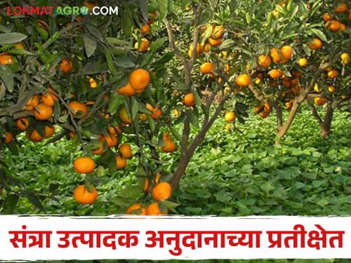 Oranges have been losing for two years; Orange growers are in crisis as subsidy is not received on time | दोन वर्षांपासून संत्र्यांचे होतेय नुकसान; अनुदान वेळेवर मिळत नसल्याने संत्रा उत्पादक संकटात