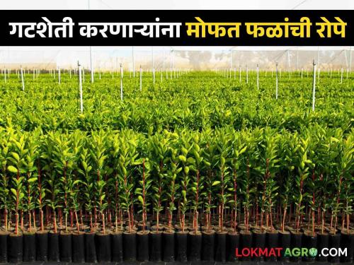 Group farmers will get free fruit seedlings; Appeal to maximum farmers to participate | गटशेती करणाऱ्यांना मिळणार मोफत फळांची रोपे; जास्तीत जास्त शेतकऱ्यांनी सहभागी होण्याचे आवाहन