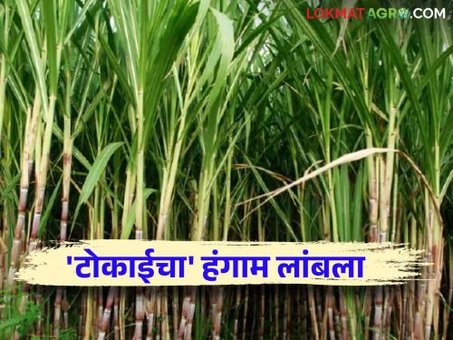 Tokai Sugar Factory: Tokai Cooperative Sugar Factory's Gleep season extended this year; Sugarcane growers worried | Tokai Sugar Factory : टोकाई सहकारी साखर कारखान्याचा यंदा गळीप हंगाम लांबणीवर; ऊस उत्पादक चिंतेत