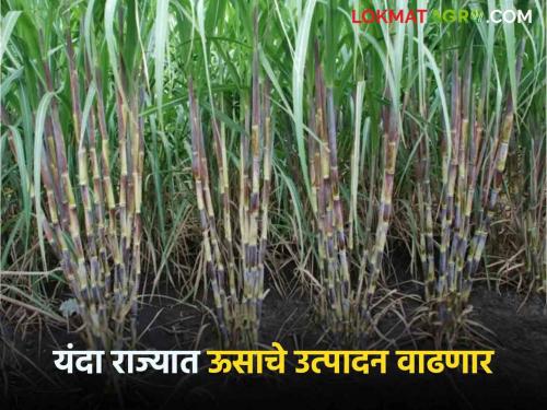 Suagarcrane Production : Sugarcane was revived by rain; This year sugarcane production will increase by crore metric tons in the state | Sugarcane Production : पावसाने ऊसाला मिळाली संजीवनी; यंदा राज्यात कोटी मेट्रिक टन ऊस उत्पादन वाढेल