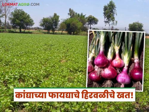 Are you planning to grow red onion in Kharif this year? Then plant this crop before that and bury the residue in the soil. | यंदा खरीपात लाल कांदा घ्यायचा विचार आहे का? मग त्याआधी 'या' पिकाची लागवड करून अवशेष जमिनीत गाडा