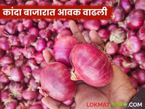 Kanda Bazaar Bhav: Onion market arrivals increased due to fear of rain; Read what is the price being obtained | Kanda Bajar Bhav : पावसाच्या धास्तीने कांदा बाजारात आवक वाढली; वाचा काय मिळतोय दर