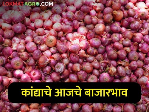 Latest News Todays Red onion market price in market yards check todays kanda bajarbhav | Onion Bajarbhav : आज रविवारच्या दिवशी कांद्याला काय भाव मिळाला? वाचा सविस्तर बाजारभाव