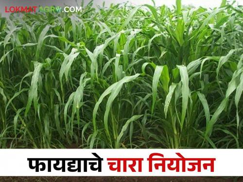 If you don't want fodder shortage in summer, hurry up the fodder planning now | उन्हाळात नको असेल चाऱ्याची टंचाई तर आताच करा चारा नियोजनाची घाई