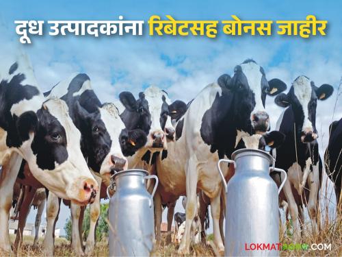 Milk Diwali Bonus : Diwali gift to milk producers; Bonus with rebate announced for 'Ya' milk union in the state | Milk Diwali Bonus : दूध उत्पादकांना दिवाळी भेट; राज्यातील 'या' दूध संघाचा रिबेटसह बोनस जाहीर