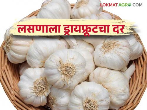 Garlic Market : Price of dry fruit for garlic in winter days; Will rates rise further? Read in detail | Garlic Market : हिवाळ्याच्या दिवसांत लसणाला ड्रायफ्रूटचा भाव; दर आणखी वाढणार का? वाचा सविस्तर