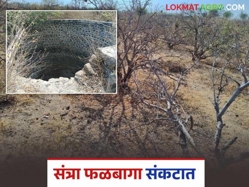 Orange orchards in crisis due to severe water shortage; Situation in western part of Pathardi | तीव्र पाणीटंचाईमुळे संत्रा फळबागा संकटात; पाथर्डीच्या पश्चिम भागातील स्थिती