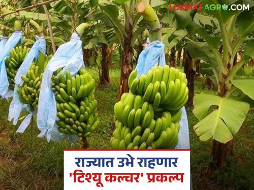 'Tissue culture' technology to be set up in 50 acres of land; Central team inspects project in 'Ya' district | 'टिश्यू कल्चर' तंत्रज्ञानाची ५० एकर क्षेत्रात होणार उभारणी; 'या' जिल्ह्यात प्रकल्पासाठी केंद्रीय पथकाकडून पाहणी