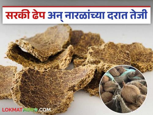 Sarki Dheep and coconuts hit record high prices; Read detailed market developments | सरकी ढेप अन् नारळांनी गाठला दराचा उच्चांक; सविस्तर वाचा बाजारातील घडामोडी