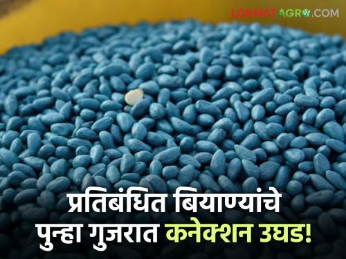 Banned cotton seeds worth Rs 50 lakh seized; Agriculture Department busts case with help of police | कपाशीचे ५० लाखांचे प्रतिबंधित बियाणे जप्त; कृषी विभागाने पोलिसांच्या साहाय्याने केला पर्दाफाश