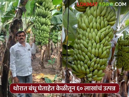 Thorat brothers from Gotkhindi have taken up modern farming; they are earning an income of Rs 60 lakhs annually from bananas | गोटखिंडी येथील थोरात बंधूंनी घेतला आधुनिक शेतीचा ध्यास; केळीतून वर्षाला घेताहेत ६० लाखांचं उत्पन्न