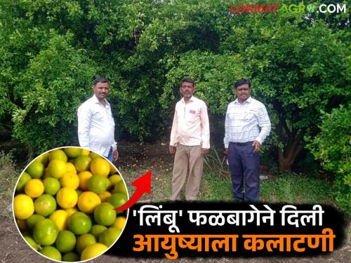 'Limoni' changed his life; Ranba Kharat achieved financial progress in 30 gunthas | 'लिंबू' फळबागेने दिली आयुष्याला कलाटणी; ३० गुंठ्यांमध्ये रानबा खरातांनी साधली आर्थिक प्रगती